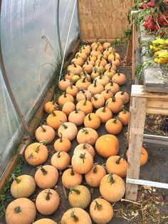 This beautiful pumpkin was introduced by JohnsonStokes in 1893Lovely 6-lb golden fruit has white netting and are perfect for piesIn factthis is one of the best tasting pie pumpkins you can growwith very sweet and smooth fleshit's a favorite of all who grow itGrowing RequirementsFull Sun Sprouts in 5-10 Days Ideal Temperature70-95 Degrees F Seed Depth1/2-1 inch Plant Spacing18-36Frost HardyNo Cucurbita pepo Growing TipsDirect seedor set out transplants after last Golden Fruit, Inch Plant, Pie Pumpkin, Beautiful Pumpkins, Growing Tips, Plant Spacing, Winter Garden