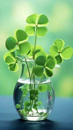 four leaf clovers in a vase with water