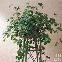 a plant with green leaves growing out of it's top in front of a pink wall