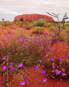 purple flowers growing out of the ground in front of a red rock and desert landscape