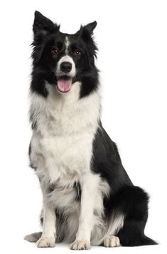 a black and white dog is sitting down