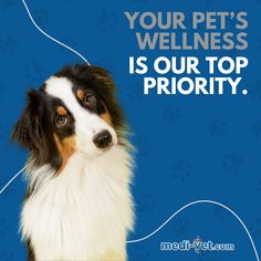 a dog is looking at the camera with a caption that reads, your pet's wellness is our top priority