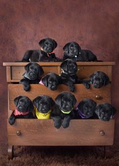 a bunch of dogs that are sitting in a drawer