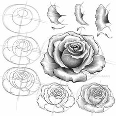 a drawing of roses with different shapes and sizes