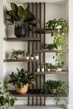 many houseplants are arranged on the shelves in this room