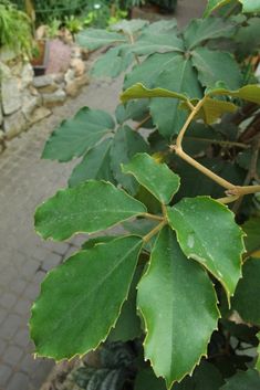 a green leafy plant with lots of leaves on it's side walk way