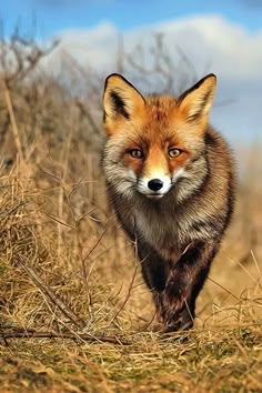 a red fox is walking through the brush