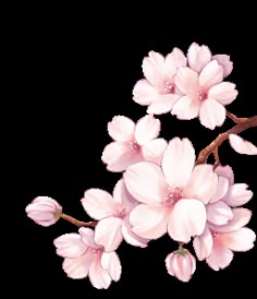 pink flowers on a branch with watercolors in the bottom right corner, and white background