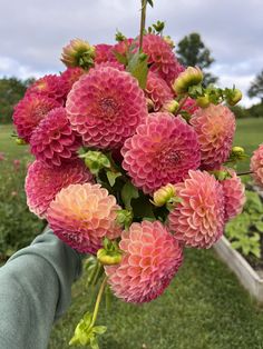 a bunch of pink flowers are in someone's hand near some grass and trees