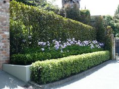 a hedge lined with purple flowers next to a brick wall