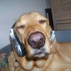 Listening Music, Listening To Music, A Dog, Headphones, Music