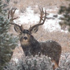 a deer standing in the middle of a field with snow on it's antlers