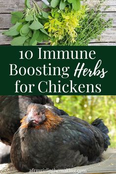 two chickens and some herbs with the title 10 immune boosters for chickens