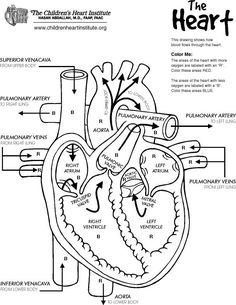 the heart diagram with labels on it