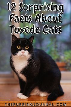 a black and white cat sitting on the floor with text overlay reading 12 surprising fact about tuxedo cats