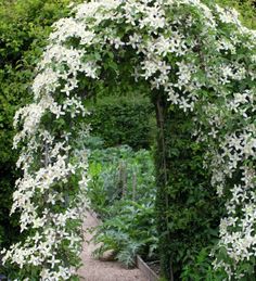 a white flowered arch in the middle of a garden