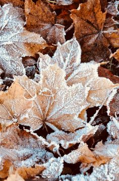 frost covered leaves on the ground