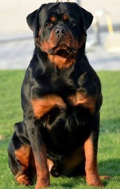 a large black and brown dog sitting in the grass