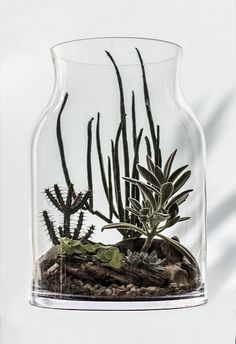 a glass vase filled with plants and rocks