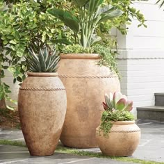 three large vases with plants in them on the ground