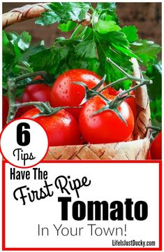 tomatoes in a basket with the words 6 tips have the trust ripe tomato in your town