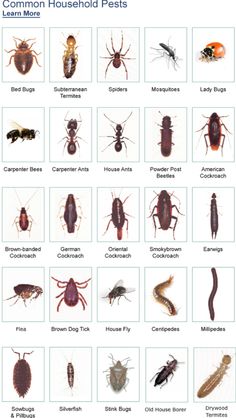 an image of different types of bugs and insects