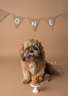 a small dog sitting next to a cupcake and bunting banner with the word one on it