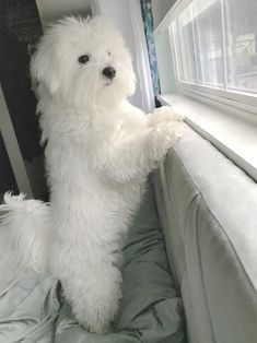 a white fluffy dog standing on its hind legs next to a window sill with it's paw in the air