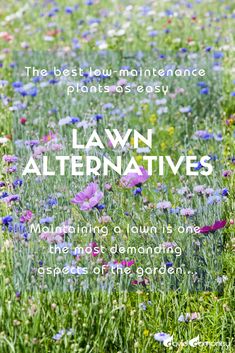 a field full of flowers and grass with the words lawn alternatives written on it