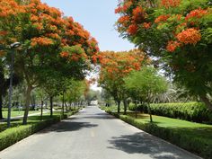 an empty street lined with trees and bushes in the middle of a green park filled with orange flowers