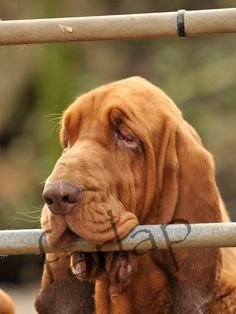 a large brown dog standing behind a metal fence with its mouth hanging over it's head