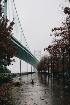 a bridge that is next to some trees in the rain