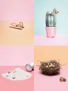 three different images with various objects on the same color background and one has a cactus in it