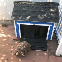 a tortoise crawling out of a dog house