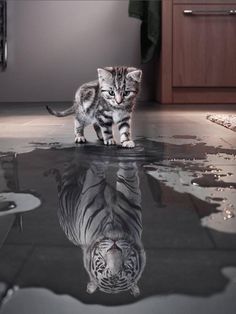 a kitten walking across a wet floor next to a mirror with the caption, you learn more from failure than from success