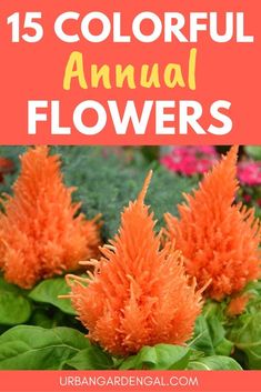 colorful flowers with text overlay that reads 15 colorful annual flowers in orange and pink