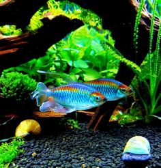 an aquarium filled with lots of different types of fish and plants on top of rocks