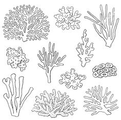 seaweed and corals drawn in black ink on white paper, hand drawn illustration