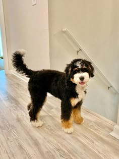 a black and brown dog standing on top of a hard wood floor next to a stair case