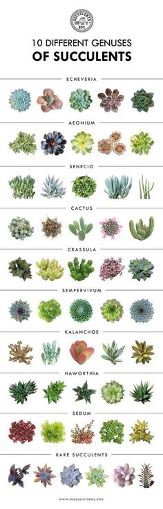 the different types of succulents are shown in this poster, which shows how they