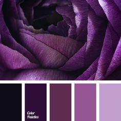 a purple rose is shown in the center of this color scheme, with different shades