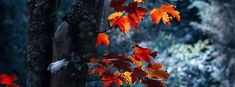 an orange and red tree in the woods