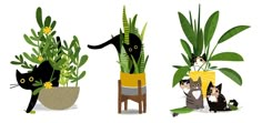 three different types of plants with cats in them