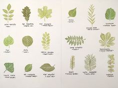 an open book with different types of leaves