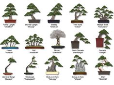 the different types of bonsai trees are shown in this image, with their names