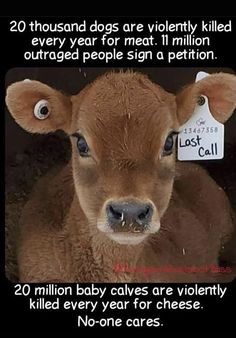 a brown cow with two tags on its ears and the words, 20 thousand dogs are violently killed every year for meat i million outage people sign a petition