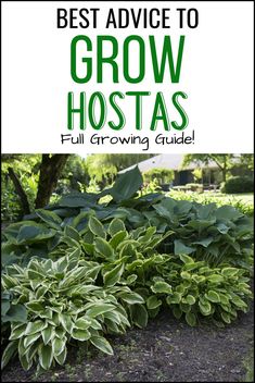 the best advice to grow hostas full growing guide