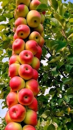 an apple tree with lots of apples hanging from it