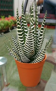 a potted plant with black and white stripes on it sitting on a glass table