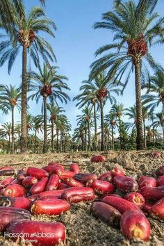 a pile of red fruit sitting on top of a dirt field next to palm trees